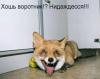FireFoX
