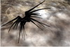b5_shadow